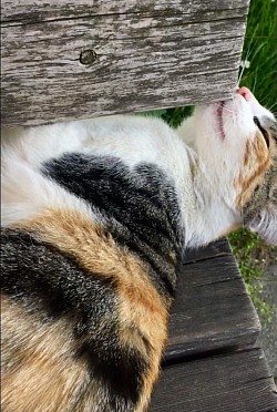 cat collection