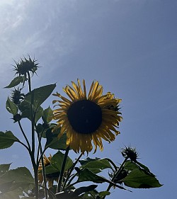 v