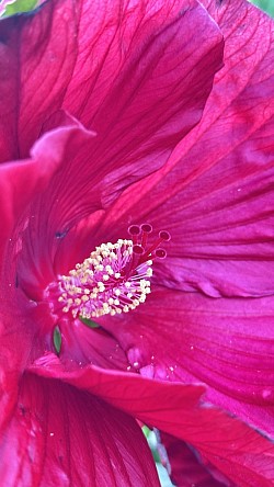 v